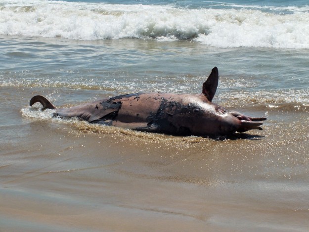 Et en plus à Palolem il y a des dauphins échoués, quelle tristesse 
