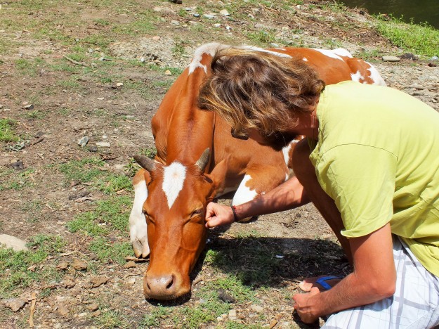 Massage de gencives pour la vache... l'ami des animaux a survécu au changement de pays!