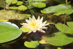 Le bassin à lotus